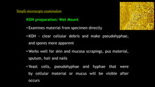 Simple microscopic examination
KOH preparation: Wet Mount
• Examines material from specimen directly
• KOH - clear cellular debris and make pseudohyphae,
and spores more apparent
• Works well for skin and mucosa scrapings, pus material,
sputum, hair and nails
• Yeast cells, pseudohyphae and hyphae that were
by cellular material or mucus will be visible after
occurs
 