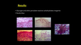 • Glycogen and other periodate reactive carbohydrates-magenta
• Nuclei-blue
Results
 