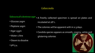 Culture media
Sabouraud’s dextrose agar
• Glucose 20gm
• Peptone 10gm
• Agar 15gm
• Water 1 litre
• Steam to dissolve
• pH 5.4
• A freshly collected specimen is spread on plates and
incubated at 28°c.
• The colonies will be apparent with in 2-3 days.
• Candida species appears as smooth, creamy, white and
glistening colonies
 