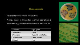 Chrom agar media
• Novel differential culture for isolation.
• A single colony is streaked on to chrom agar plates &
incubated at 37°c with carbon dioxide in dark – 48 hrs.
C. Albicans Light green
C. Glabarata Purple
C.Tropicalis Blue with pink hallow
C. Parapsilosis Cream colored
C. Krusei Pink
 