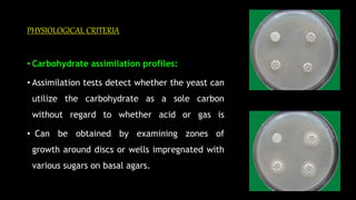PHYSIOLOGICAL CRITERIA
• Carbohydrate assimilation profiles:
• Assimilation tests detect whether the yeast can
utilize the carbohydrate as a sole carbon
without regard to whether acid or gas is
• Can be obtained by examining zones of
growth around discs or wells impregnated with
various sugars on basal agars.
 