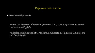 Polymerase chain reaction
• Used - identify candida
• Based on detection of candidal genes encoding - chitin synthase, actin and
cytochrome P450LIAI
• Enables discrimination of C. Albicans, C. Glabrata, C.Tropicalis, C. Krusei and
C. Dubliniensis
 