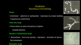 Classification
Depending on cell morphology
Yeasts
• Unicellular – spherical or epllipsoidal – reproduce by simple budding
Cryptococcus neoformans
Yeast like fungi
• Grows partly as yeast and partly as hyphae –
Candida Albicans
Moulds or filamentious fungi
• Multicellular – form true mycelia – reproduce – formation of spores -
Dermatophytes
Dimorphic fungi
 