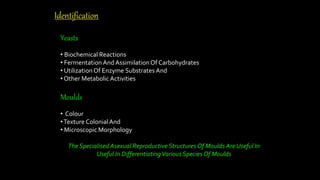 Identification
Yeasts
• Biochemical Reactions
• Fermentation And AssimilationOf Carbohydrates
• UtilizationOf Enzyme Substrates And
• Other MetabolicActivities
Moulds
• Colour
•Texture ColonialAnd
• Microscopic Morphology
The Specialised Asexual Reproductive Structures Of Moulds Are Useful In
Useful In DifferentiatingVarious Species Of Moulds
 