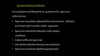 Specimen Selection & collection
Acc to Epstein and Pearsall et al. guidelines for specimen
collection are
• Specimen should be collected from active lesion. Old burn
out lesions don’t contain viable organisms
• Specimen should be collected under aseptic
conditions
• Collect sufficient specimen
• Use sterile collection devices and containers
• Specimen should be labelled appropriately
 