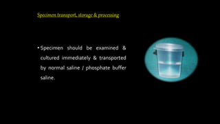 Specimen transport, storage & processing
• Specimen should be examined &
cultured immediately & transported
by normal saline / phosphate buffer
saline.
 