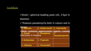 Candidiasis
C. Albicans C. Gulliermondi C. Intermedia
C. Krusei C. Paraspilosis C.
Pseudotropicalis
C.Stellatoidea C. Tropicalis
C. Glabrata C. Viswanathii
Ovoid / spherical budding yeast cell, 3-5µm in
diameter
 Produces pseudomyclia both in culture and in
tissues
Most common opportunistic agents causing
infections in humans
 