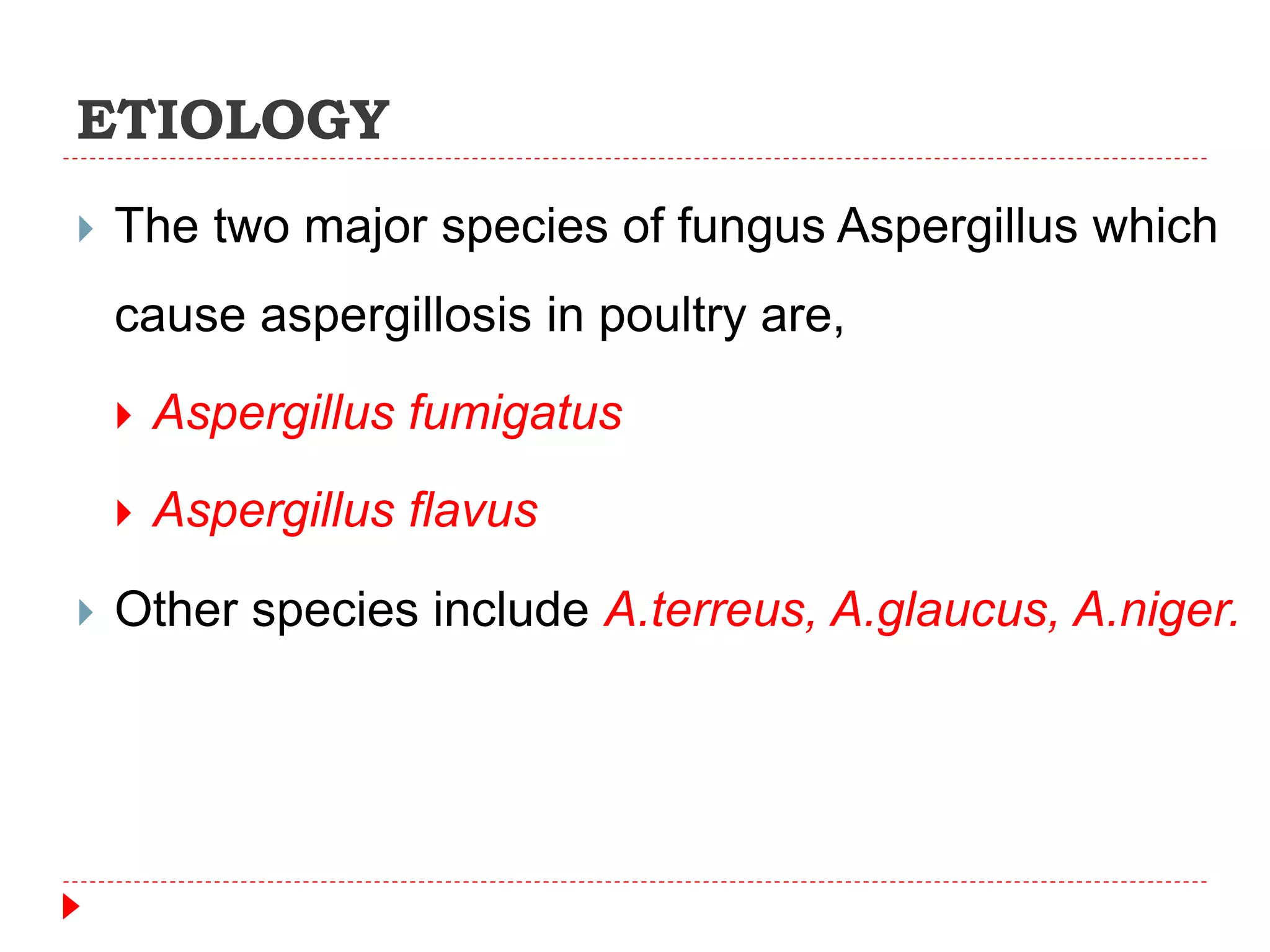 ETIOLOGY
 The two major species of fungus Aspergillus which
cause aspergillosis in poultry are,
 Aspergillus fumigatus
 Aspergillus flavus
 Other species include A.terreus, A.glaucus, A.niger.
 