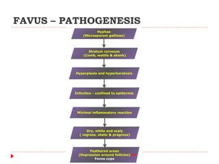 Favus Rash Fungal infections in poultry | PPTX