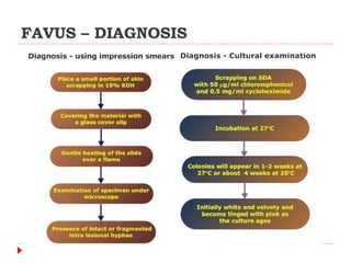 Favus Rash Fungal infections in poultry | PPTX