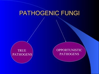 overview on fungal infections overview.ppt