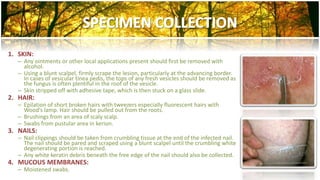 1. SKIN: 
– Any ointments or other local applications present should first be removed with 
alcohol. 
– Using a blunt scalpel, firmly scrape the lesion, particularly at the advancing border. 
In cases of vesicular tinea pedis, the tops of any fresh vesicles should be removed as 
the fungus is often plentiful in the roof of the vesicle. 
– Skin stripped off with adhesive tape, which is then stuck on a glass slide. 
2. HAIR: 
– Epilation of short broken hairs with tweezers especially fluorescent hairs with 
Wood’s lamp. Hair should be pulled out from the roots. 
– Brushings from an area of scaly scalp. 
– Swabs from pustular area in kerion. 
3. NAILS: 
– Nail clippings should be taken from crumbling tissue at the end of the infected nail. 
The nail should be pared and scraped using a blunt scalpel until the crumbling white 
degenerating portion is reached. 
– Any white keratin debris beneath the free edge of the nail should also be collected. 
4. MUCOUS MEMBRANES: 
– Moistened swabs. 
 