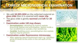 • We add 10-20% KOH on the collected material on 
glass slide then it is covered with cover slip. 
• The glass slide is gently warmed and left for 20 
min. 
• Examination under LM may shows; 
– Dermatophytes: identified by hyaline septate 
branching hyphae and arthrospores. Spores inside a 
hair (endothrix) or outside a hair (ectothrix). 
– Candida: Budding yeast, pseudohyphae also septate 
hyphae may be present. 
• Examination under fluorescence microscopy; 
– After applying special fluorescent stain e.g. calcoflour 
white (it binds to the chitin in the cell walls of the 
fungi). 
 