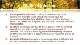A. Anthropophilic infections: such as T. tonsurans are more 
common in crowded living conditions. The fungus can 
contaminate hairbrushes, clothing, towels and the backs of 
seats. The spores are long lived and can infect another individual 
months later. 
B. Zoophilic infections: are due to direct contact with an infected 
animal and are not generally passed from one person to 
another. This produce a much greater inflammatory response 
and this often results in a boggy inflammatory swelling known as 
a kerion. 
C. Geophilic infections: usually arise when working in infected soil 
but are sometimes transferred from an infected animal. 
 