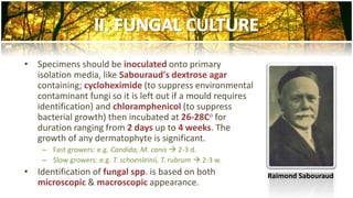 • Specimens should be inoculated onto primary 
isolation media, like Sabouraud's dextrose agar 
containing; cycloheximide (to suppress environmental 
contaminant fungi so it is left out if a mould requires 
identification) and chloramphenicol (to suppress 
bacterial growth) then incubated at 26-28Co for 
duration ranging from 2 days up to 4 weeks. The 
growth of any dermatophyte is significant. 
– Fast growers: e.g. Candida, M. canis  2-3 d. 
– Slow growers: e.g. T. schoenleinii, T. rubrum  2-3 w. 
• Identification of fungal spp. is based on both 
microscopic & macroscopic appearance. 
Raimond Sabouraud 
 