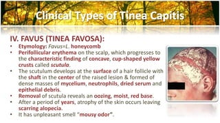 IV. FAVUS (TINEA FAVOSA): 
• Etymology: Favus=L. honeycomb 
• Perifollicular erythema on the scalp, which progresses to 
the characteristic finding of concave, cup-shaped yellow 
crusts called scutula. 
• The scutulum develops at the surface of a hair follicle with 
the shaft in the center of the raised lesion & formed of 
dense masses of mycelium, neutrophils, dried serum and 
epithelial debris. 
• Removal of scutula reveals an oozing, moist, red base. 
• After a period of years, atrophy of the skin occurs leaving 
scarring alopecia. 
• It has unpleasant smell “mousy odor”. 
 