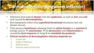 • Infections that extend deeper into the epidermis, as well as hair and nail 
and caused by dermatophytes. 
• Dermatophytes infect only superficial keratinized structures but not 
deeper tissues. 
• They possess keratinases allowing them to utilize keratin as a nutrient & 
energy source  colonization  its destruction and inflammation is 
caused by host response to fungi & to metabolic by-products. 
• Clinical variation of dermatophytes infection depends on: 
1. Fungal spp. 
2. Stage of infection. 
3. Body location. 
4. Immune status of the host. 
 