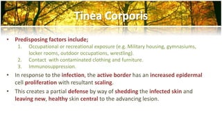 • Predisposing factors include; 
1. Occupational or recreational exposure (e.g. Military housing, gymnasiums, 
locker rooms, outdoor occupations, wrestling). 
2. Contact with contaminated clothing and furniture. 
3. Immunosuppression. 
• In response to the infection, the active border has an increased epidermal 
cell proliferation with resultant scaling. 
• This creates a partial defense by way of shedding the infected skin and 
leaving new, healthy skin central to the advancing lesion. 
 