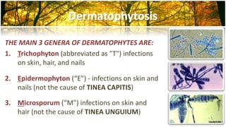 THE MAIN 3 GENERA OF DERMATOPHYTES ARE: 
1. Trichophyton (abbreviated as "T") infections 
on skin, hair, and nails 
2. Epidermophyton (“E") - infections on skin and 
nails (not the cause of TINEA CAPITIS) 
3. Microsporum (“M") infections on skin and 
hair (not the cause of TINEA UNGUIUM) 
 