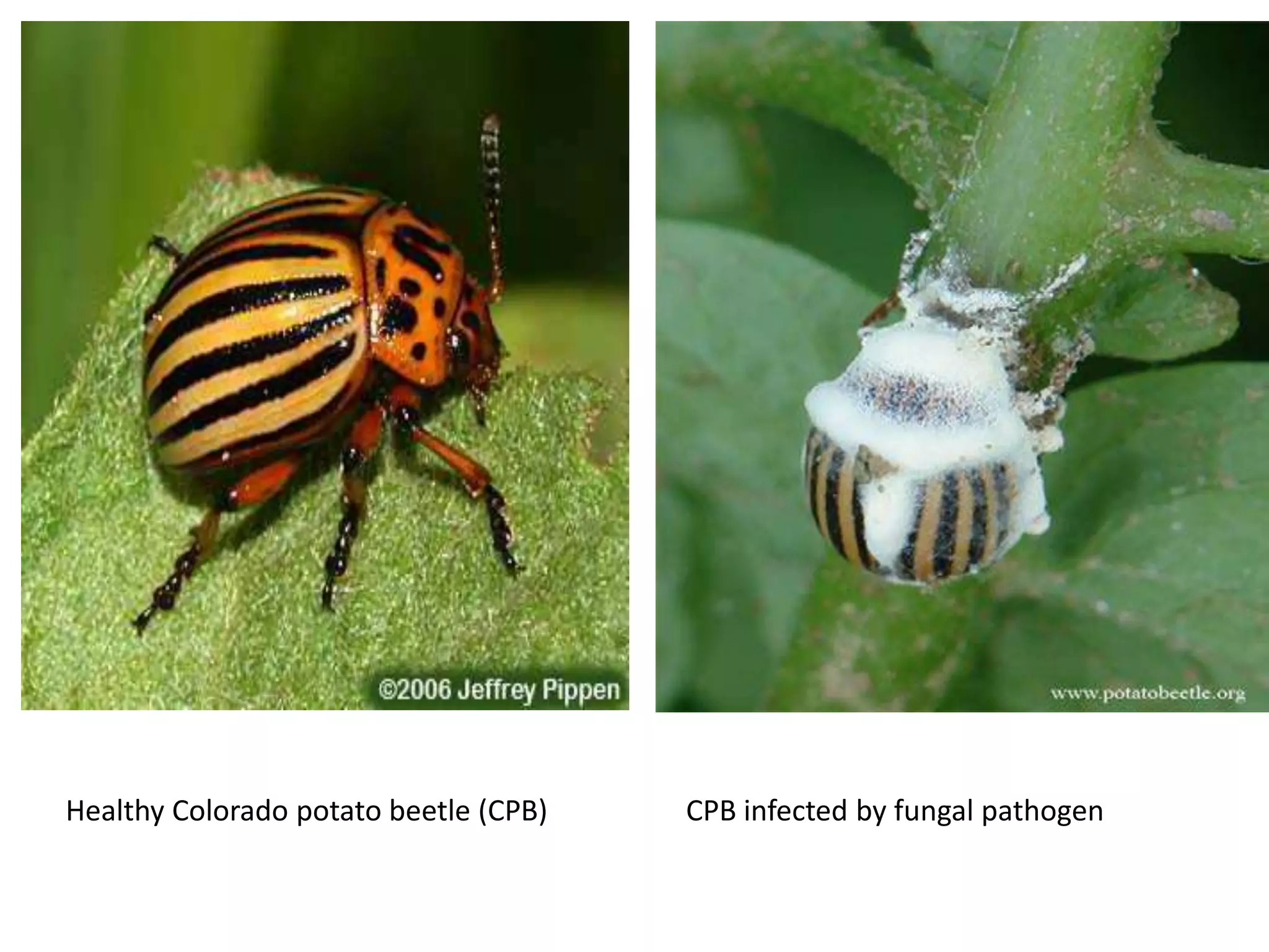 Fungal insecticides.ppt