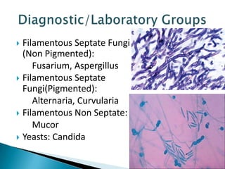 Filamentous Septate Fungi
(Non Pigmented):
Fusarium, Aspergillus
 Filamentous Septate
Fungi(Pigmented):
Alternaria, Curvularia
 Filamentous Non Septate:
Mucor
 Yeasts: Candida


 
