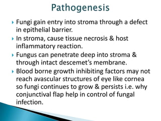 Fungi gain entry into stroma through a defect
in epithelial barrier.
 In stroma, cause tissue necrosis & host
inflammatory reaction.
 Fungus can penetrate deep into stroma &
through intact descemet’s membrane.
 Blood borne growth inhibiting factors may not
reach avascular structures of eye like cornea
so fungi continues to grow & persists i.e. why
conjunctival flap help in control of fungal
infection.


 