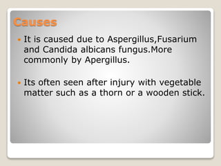 Causes
 It is caused due to Aspergillus,Fusarium
and Candida albicans fungus.More
commonly by Apergillus.
 Its often seen after injury with vegetable
matter such as a thorn or a wooden stick.
 