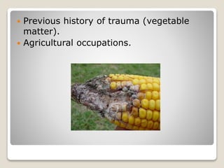  Previous history of trauma (vegetable
matter).
 Agricultural occupations.
 