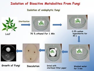 Fungal metabolites as a store house of bioactive natural products | PPTX