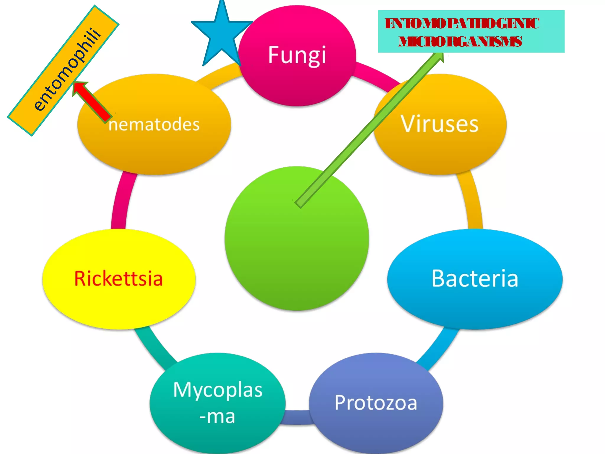 entomophili 
ENTOMOPATHOGENIC 
MICRORGANISMS 
 
