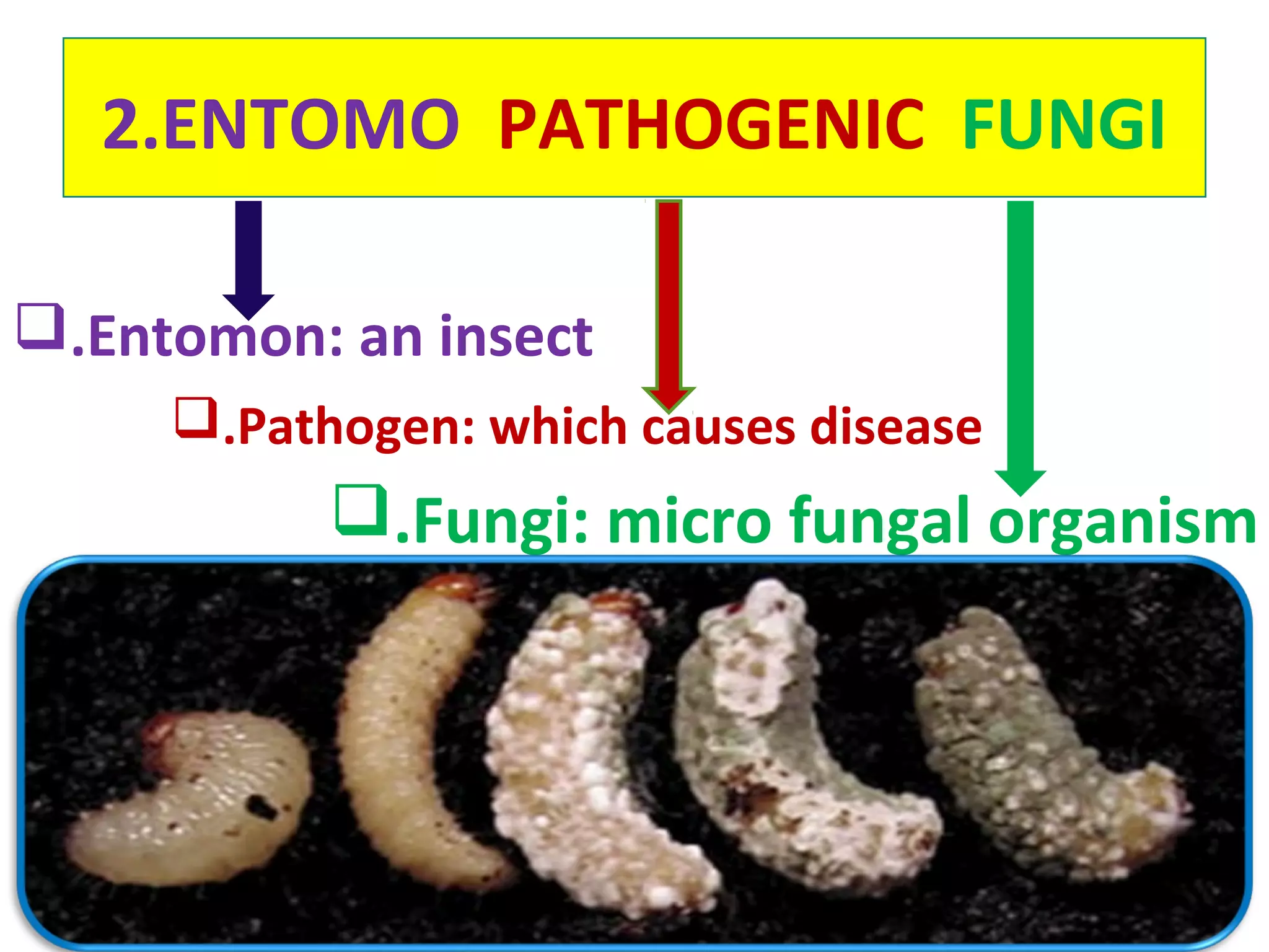 2.ENTOMO PATHOGENIC FUNGI 
.Entomon: an insect 
.Pathogen: which causes disease 
.Fungi: micro fungal organism 
 