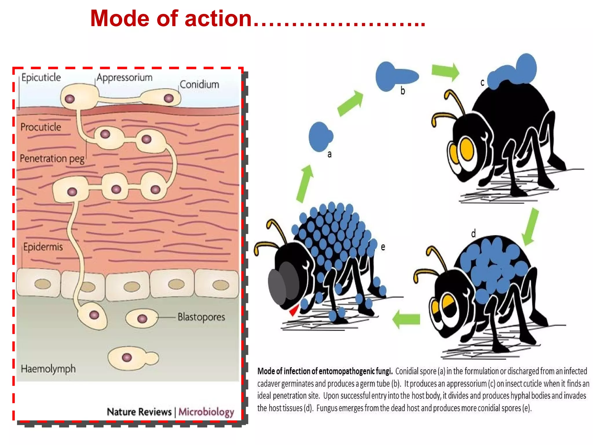 Mode of action………………….. 
 