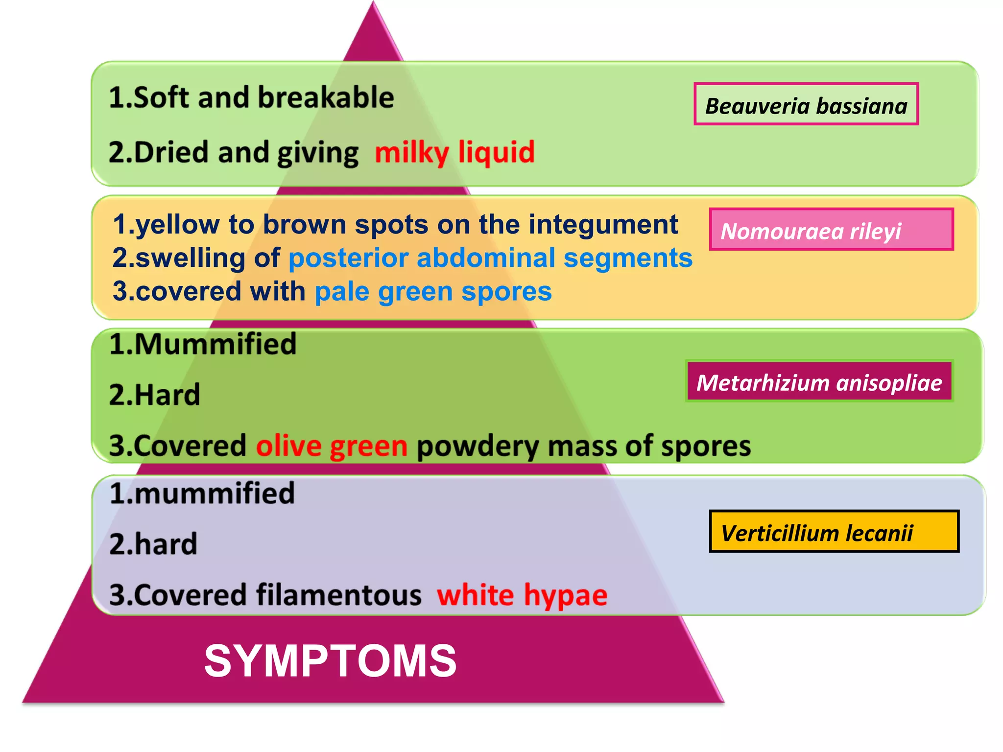 Beauveria bassiana 
Metarhizium anisopliae 
Verticillium lecanii 
1.yellow to brown spots on the integument 
2.swelling of posterior abdominal segments 
3.covered with pale green spores 
SYMPTOMS 
Nomouraea rileyi 
 