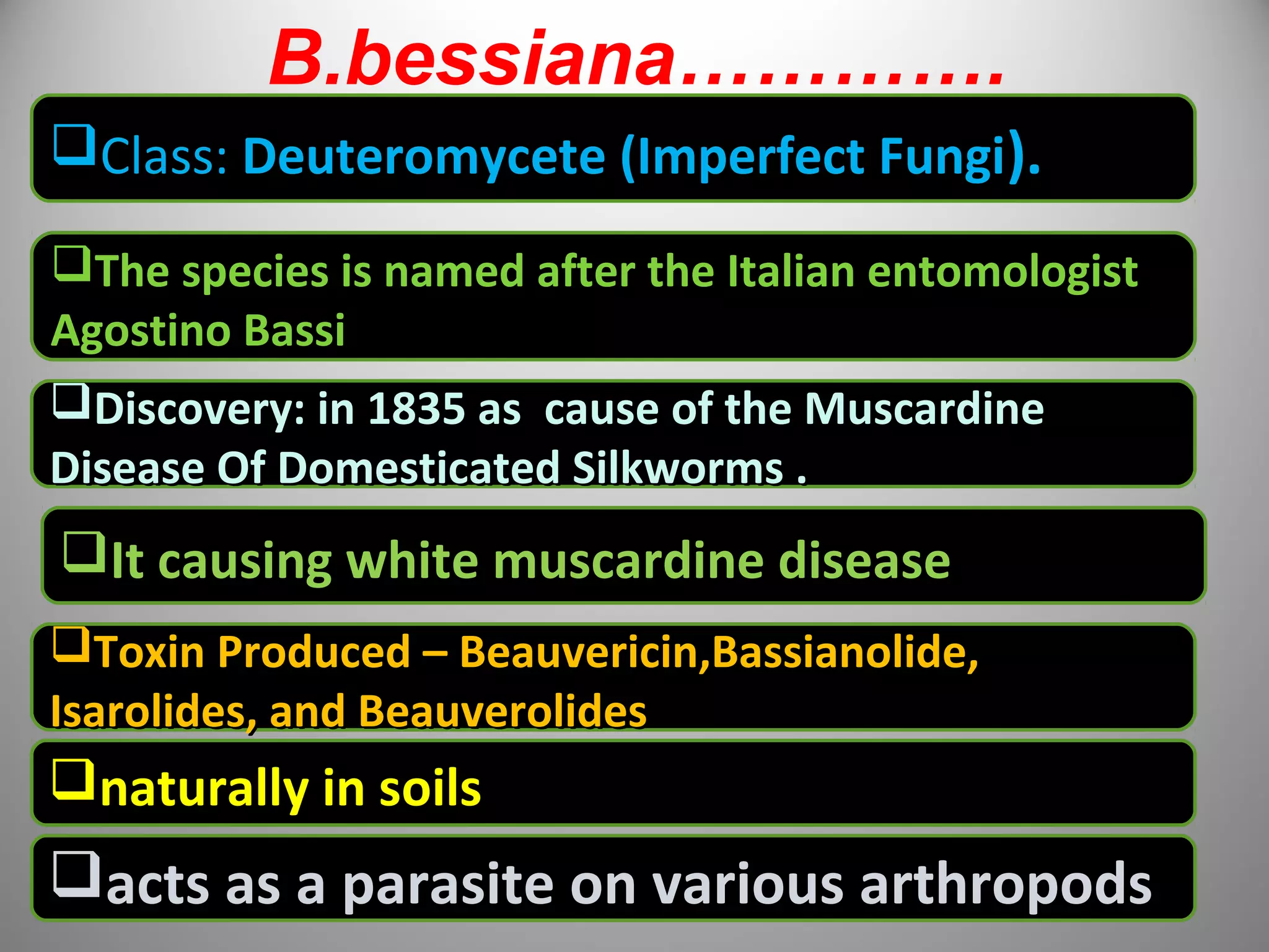 B.bessiana…………. 
CCllaassss:: DDeeuutteerroommyycceettee ((IImmppeerrffeecctt FFuunnggii)).. 
TThhee ssppeecciieess iiss nnaammeedd aafftteerr tthhee IIttaalliiaann eennttoommoollooggiisstt 
AAggoossttiinnoo BBaassssii 
DDiissccoovveerryy:: iinn 11883355 aass ccaauussee ooff tthhee MMuussccaarrddiinnee 
DDiisseeaassee OOff DDoommeessttiiccaatteedd SSiillkkwwoorrmmss .. 
IItt ccaauussiinngg wwhhiittee mmuussccaarrddiinnee ddiisseeaassee 
TTooxxiinn PPrroodduucceedd –– BBeeaauuvveerriicciinn,,BBaassssiiaannoolliiddee,, 
IIssaarroolliiddeess,, aanndd BBeeaauuvveerroolliiddeess 
nnaattuurraallllyy iinn ssooiillss 
aaccttss aass aa ppaarraassiittee oonn vvaarriioouuss aarrtthhrrooppooddss 
 