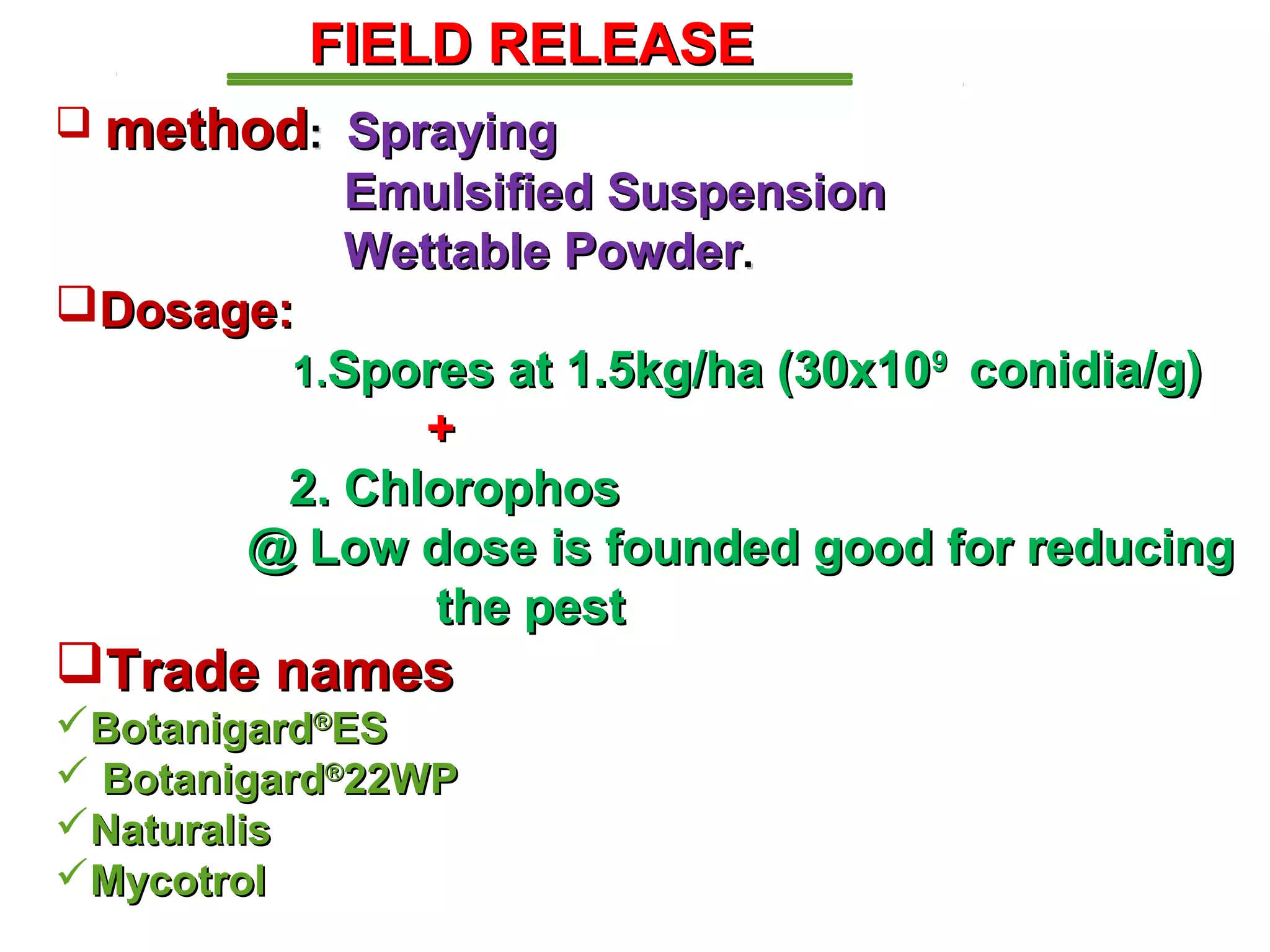 FFIIEELLDD RREELLEEAASSEE 
 mmeetthhoodd:: SSpprraayyiinngg 
EEmmuullssiiffiieedd SSuussppeennssiioonn 
WWeettttaabbllee PPoowwddeerr.. 
DDoossaaggee:: 
11..SSppoorreess aatt 11..55kkgg//hhaa ((3300xx110099 ccoonniiddiiaa//gg)) 
++ 
22.. CChhlloorroopphhooss 
@@ LLooww ddoossee iiss ffoouunnddeedd ggoooodd ffoorr rreedduucciinngg 
tthhee ppeesstt 
TTrraaddee nnaammeess 
BBoottaanniiggaarrdd®EESS 
 BBoottaanniiggaarrdd®2222WWPP 
NNaattuurraalliiss 
MMyyccoottrrooll 
 