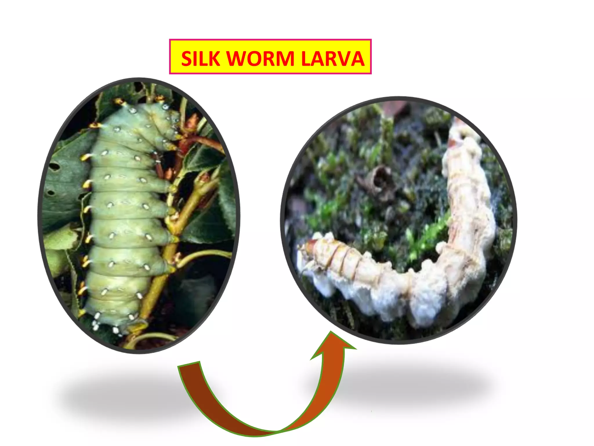 SILK WORM LARVA 
 
