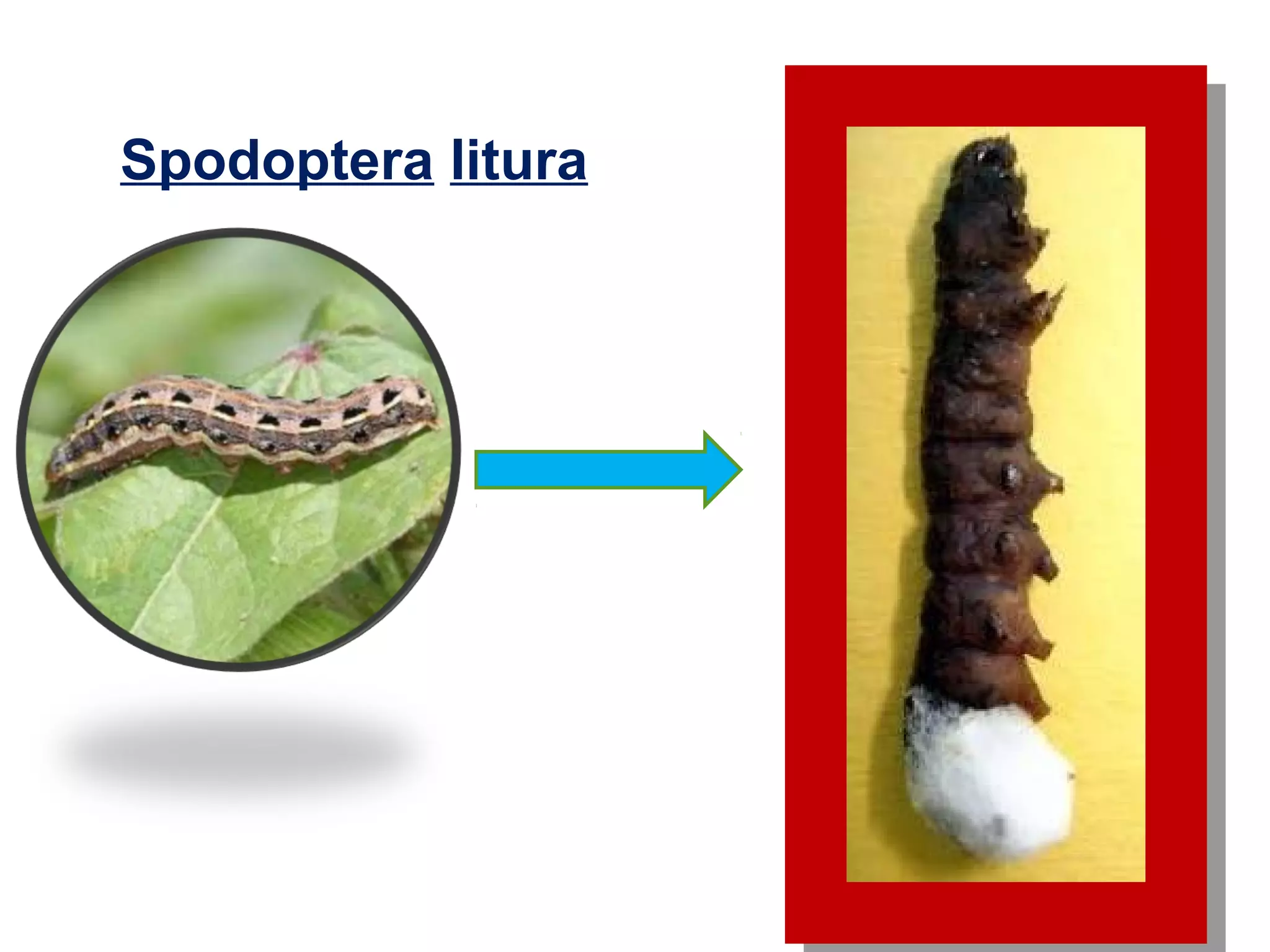 Spodoptera litura 
 