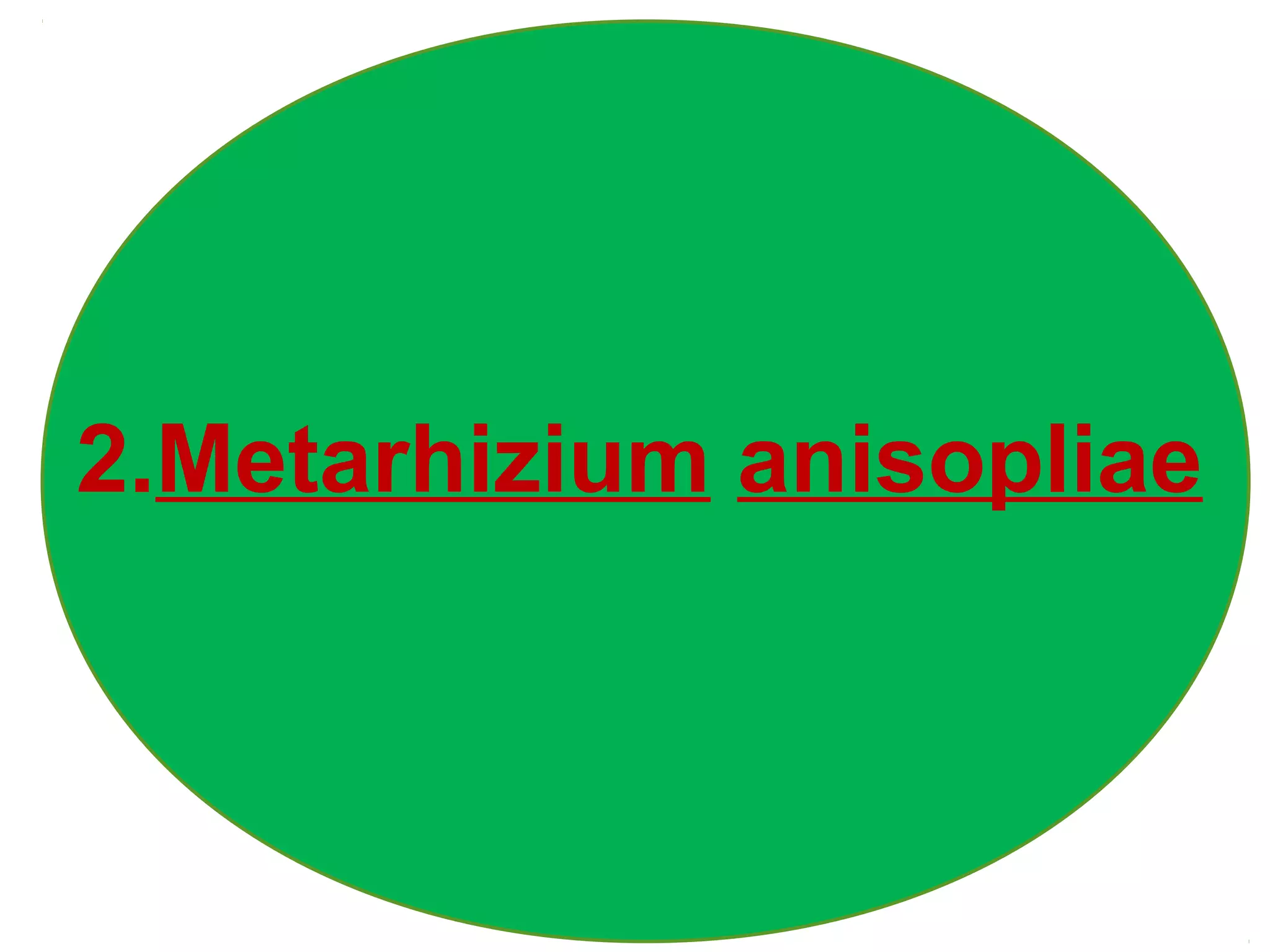 2.Metarhizium anisopliae 
 