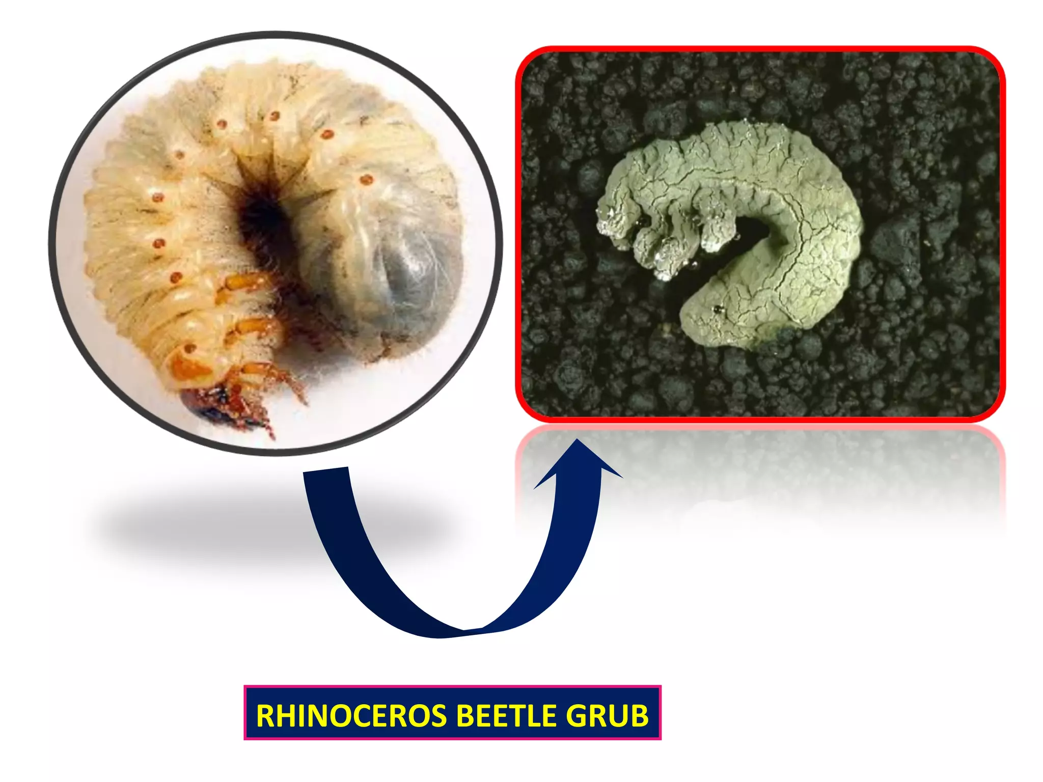 RHINOCEROS BEETLE GRUB 
 