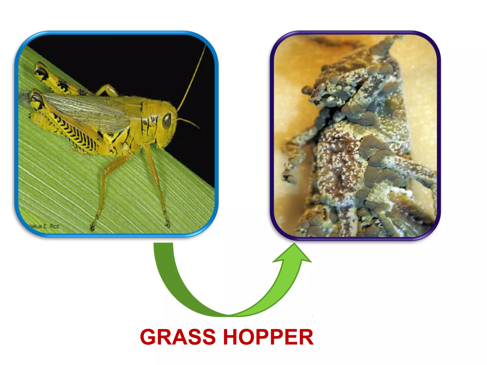 GRASS HOPPER 
 