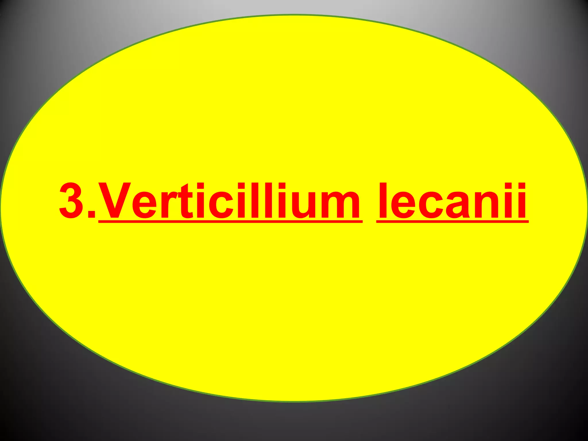 3.Verticillium lecanii 
 