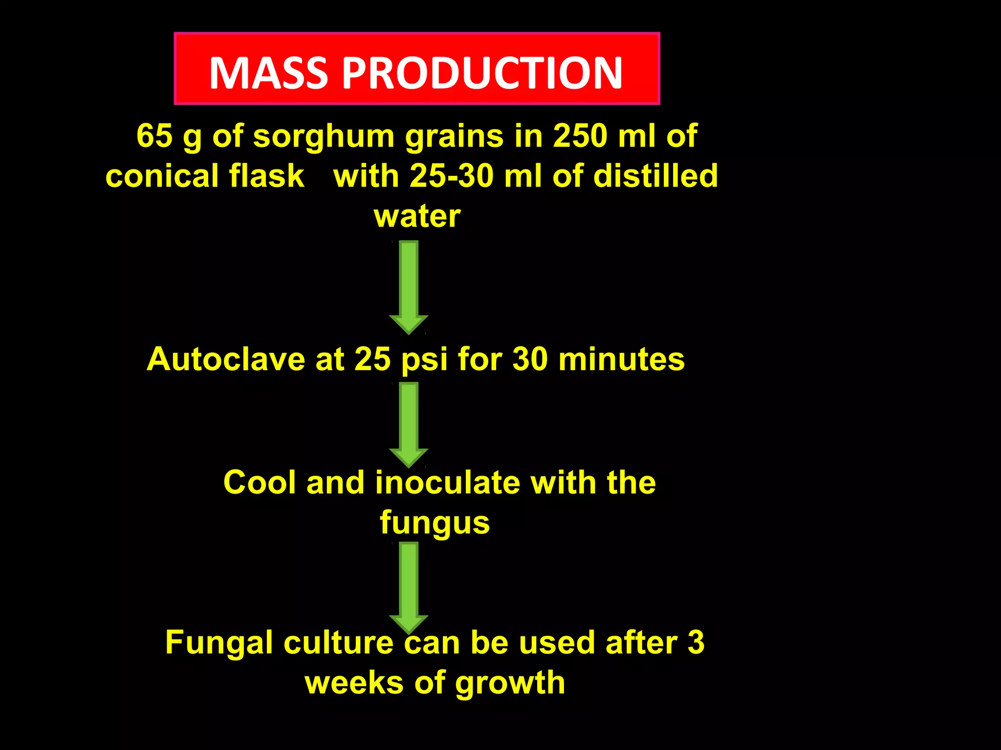MASS PRODUCTION 
65 g of sorghum grains in 250 ml of 
conical flask with 25-30 ml of distilled 
water 
Autoclave at 25 psi for 30 minutes 
Cool and inoculate with the 
fungus 
Fungal culture can be used after 3 
weeks of growth 
 