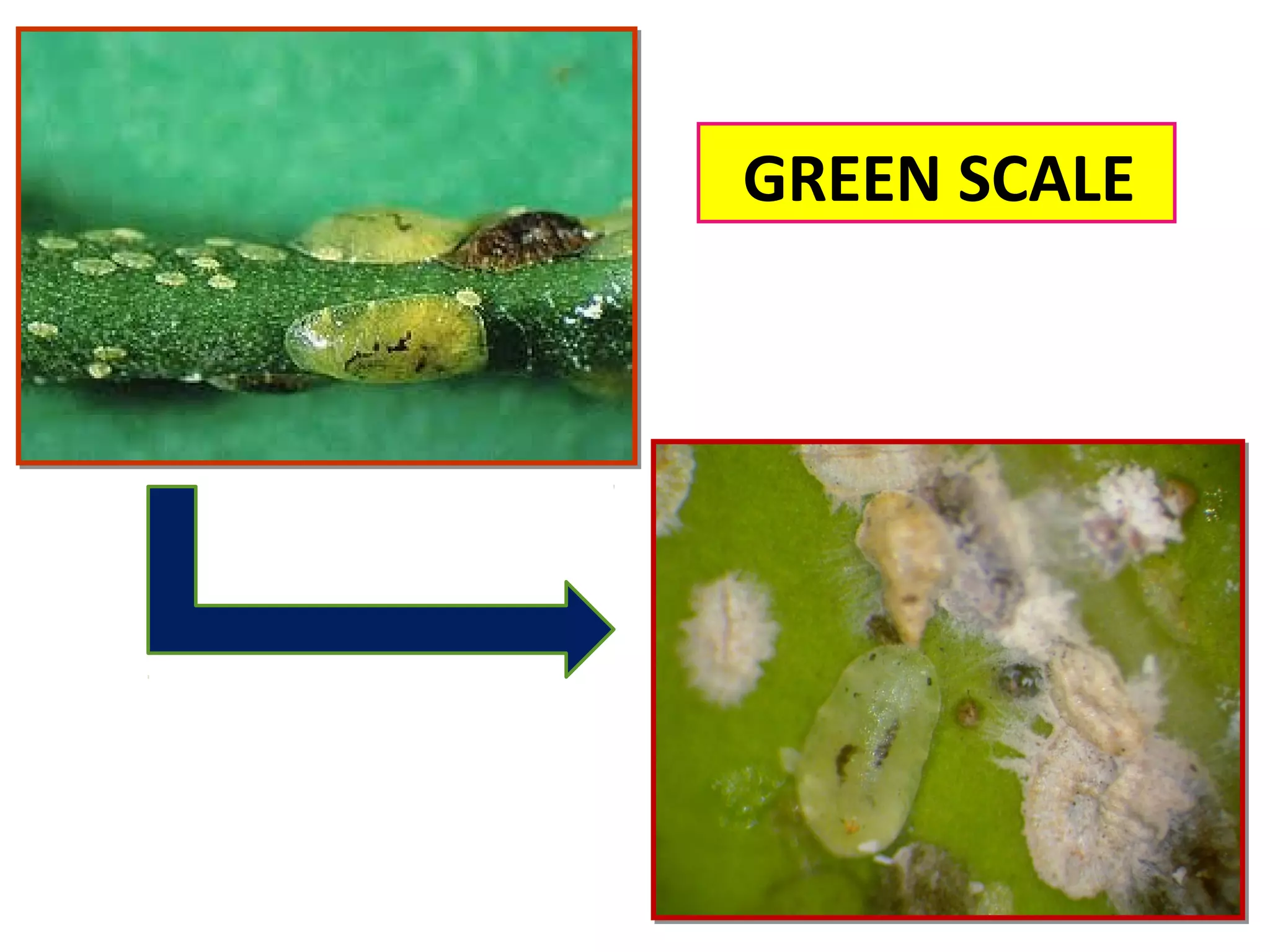 GREEN SCALE 
 