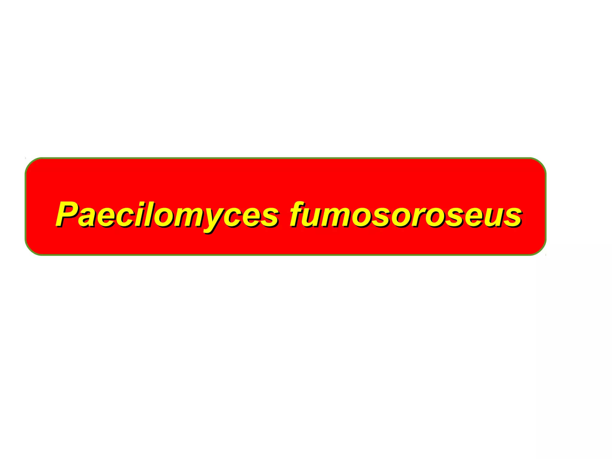 Paecilomyces ffuummoossoorroosseeuuss 
 