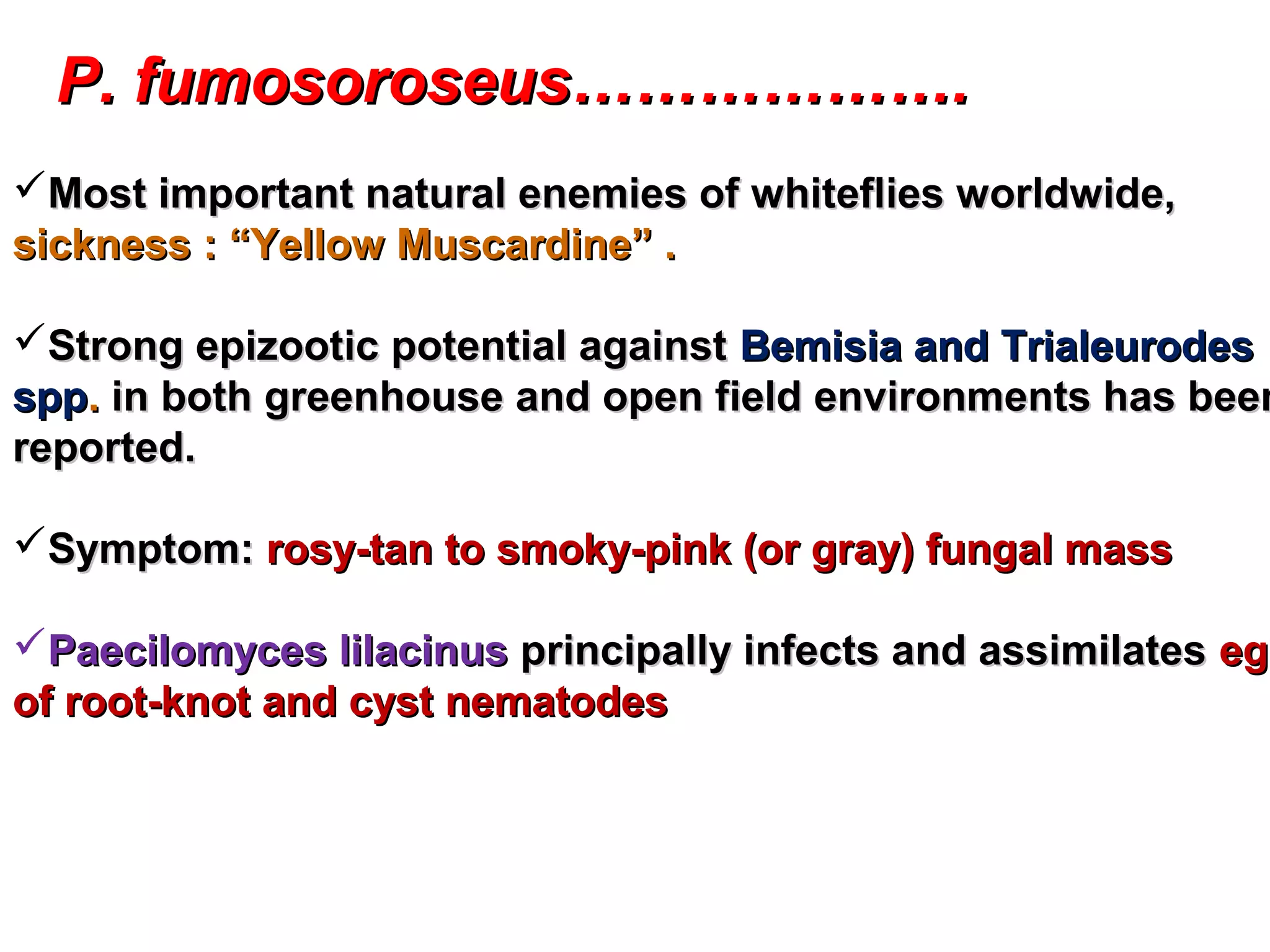 PP.. ffuummoossoorroosseeuuss……………………………….. 
Most important natural enemies of whiteflies wwoorrllddwwiiddee,, 
ssiicckknneessss :: ““YYeellllooww MMuussccaarrddiinnee”” .. 
SSttrroonngg eeppiizzoooottiicc ppootteennttiiaall aaggaaiinnsstt BBeemmiissiiaa aanndd TTrriiaalleeuurrooddeess 
sspppp.. iinn bbootthh ggrreeeennhhoouussee aanndd ooppeenn ffiieelldd eennvviirroonnmmeennttss hhaass bbeeeenn 
rreeppoorrtteedd.. 
SSyymmppttoomm:: rroossyy--ttaann ttoo ssmmookkyy--ppiinnkk ((oorr ggrraayy)) ffuunnggaall mmaassss 
PPaaeecciilloommyycceess lliillaacciinnuuss pprriinncciippaallllyy iinnffeeccttss aanndd aassssiimmiillaatteess eeggggss 
ooff rroooott--kknnoott aanndd ccyysstt nneemmaattooddeess 
 