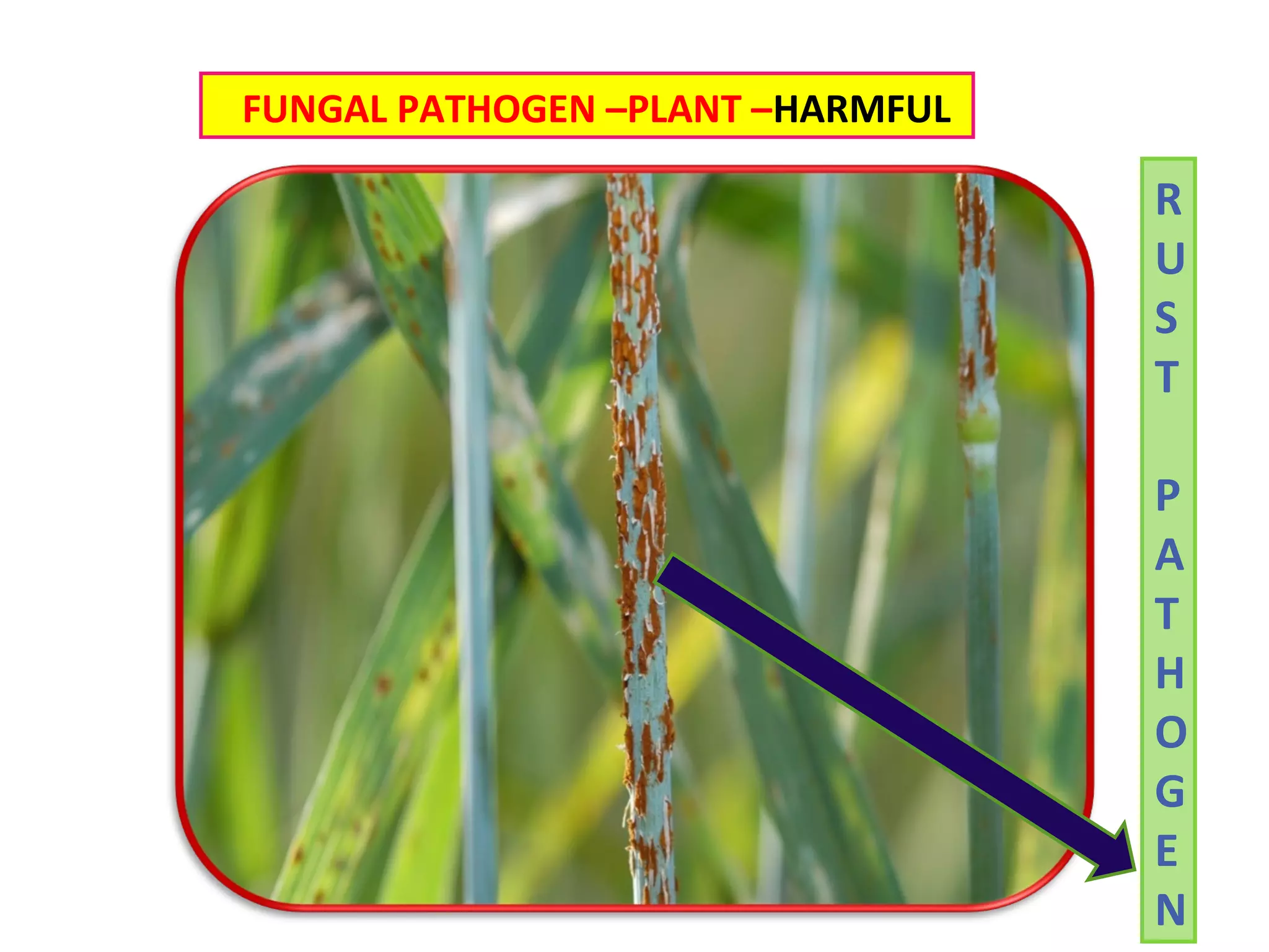 FUNGAL PATHOGEN –PLANT –HARMFUL 
R 
U 
S 
T 
P 
A 
T 
H 
O 
G 
E 
N 
 