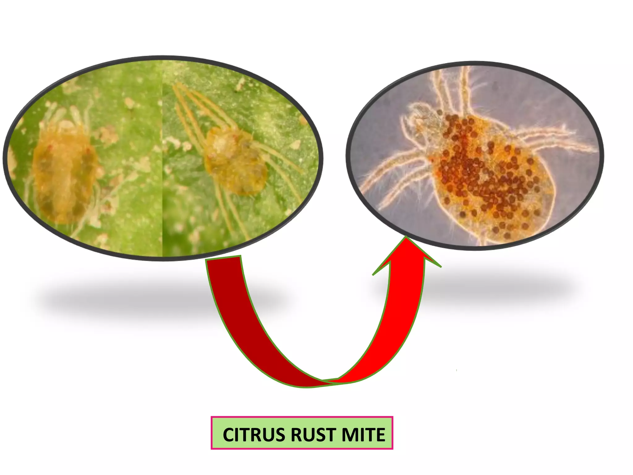 CITRUS RUST MITE 
 
