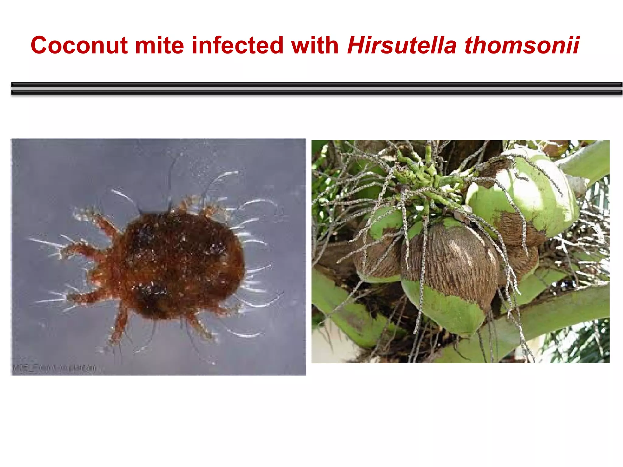 Coconut mite infected with Hirsutella thomsonii 
 