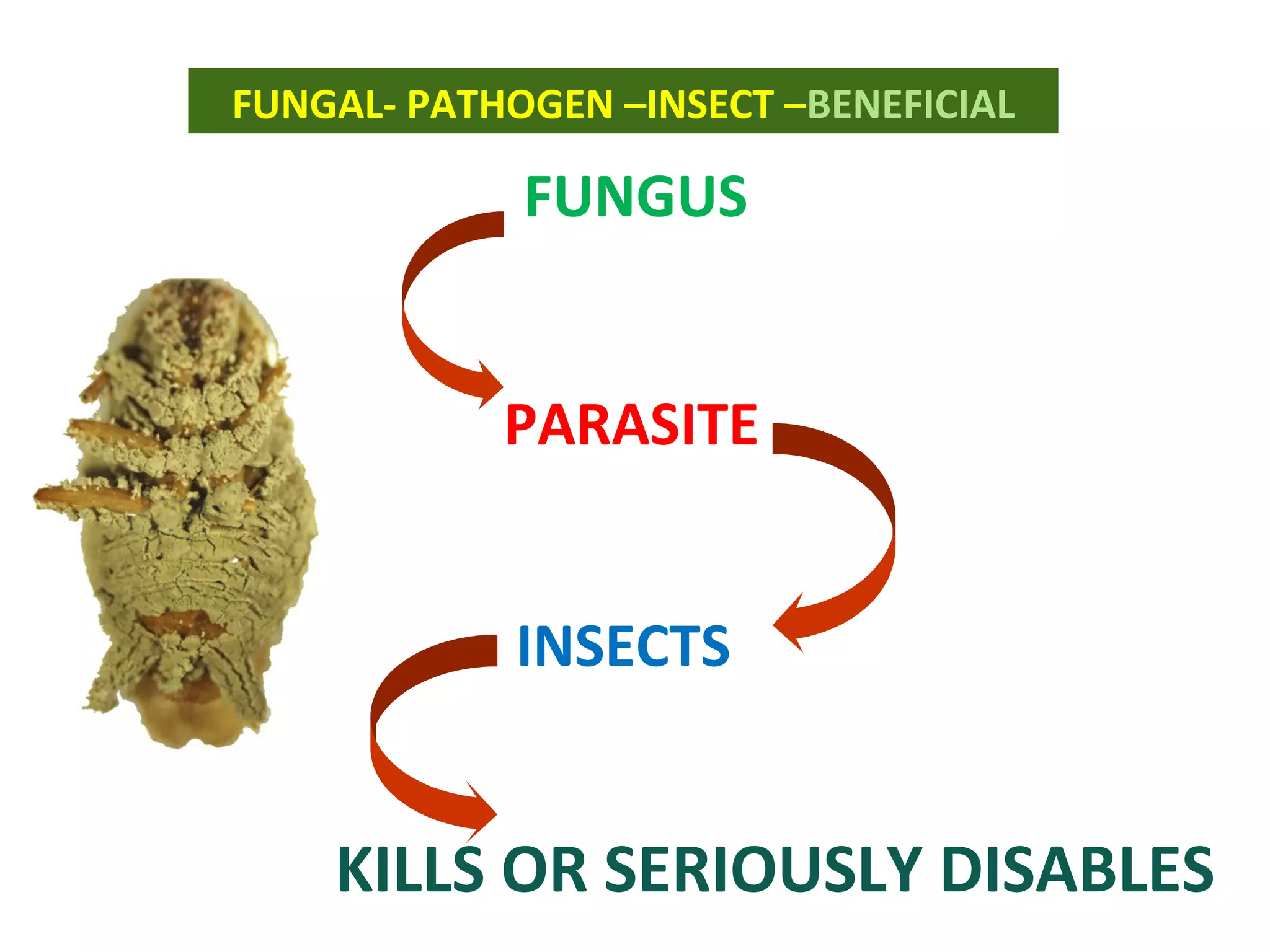 FUNGAL- PATHOGEN –INSECT –BENEFICIAL 
FUNGUS 
PARASITE 
INSECTS 
KILLS OR SERIOUSLY DISABLES 
 
