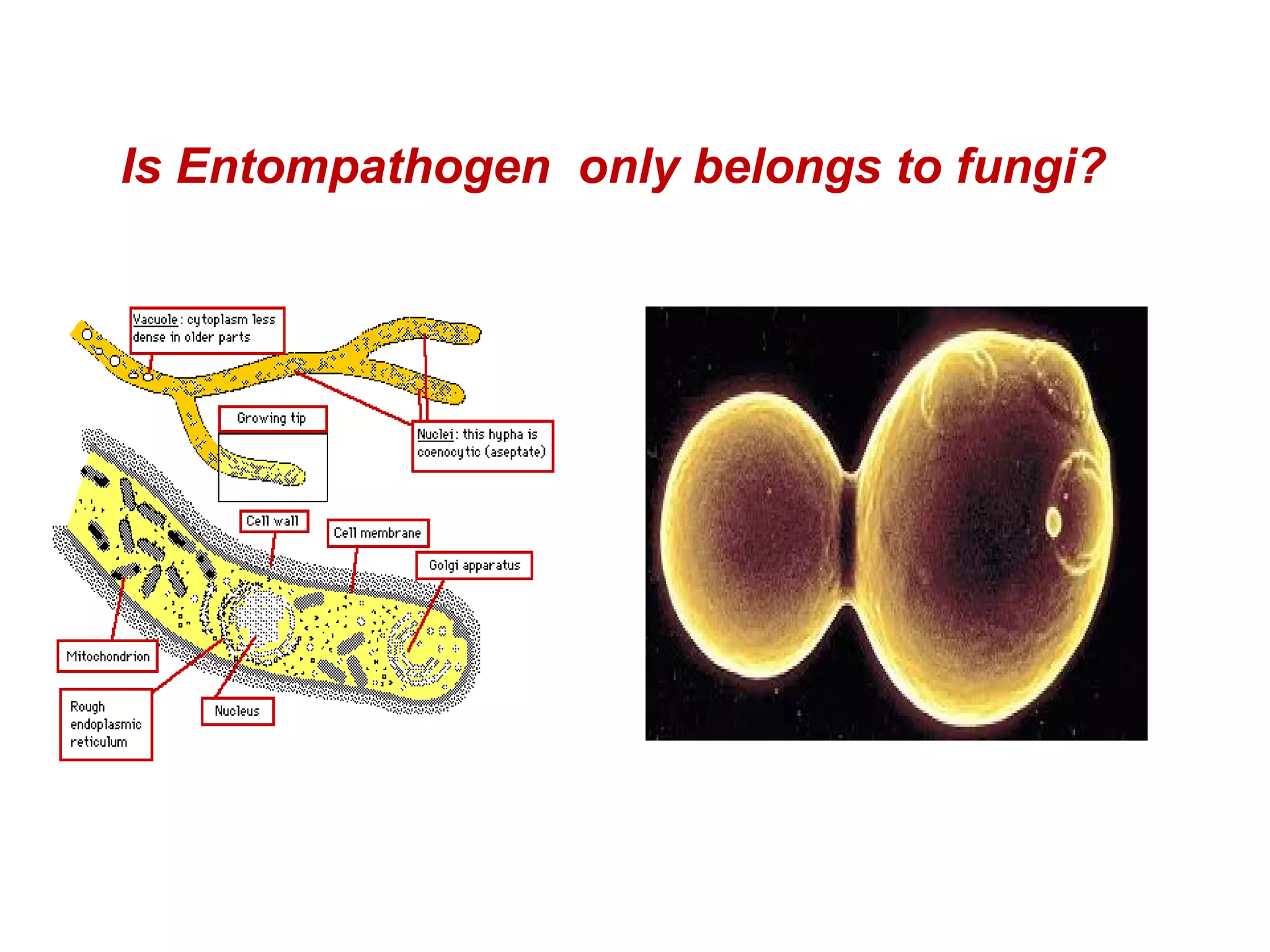 Is Entompathogen only belongs to fungi? 
 